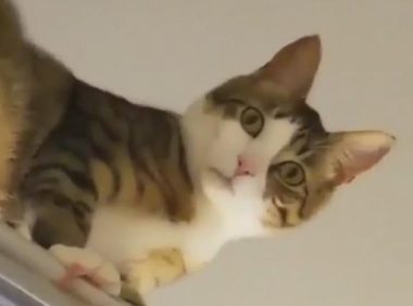 主人洗澡时感觉有人偷看，抬头一看，瞬间笑喷！猫：我是在保护你