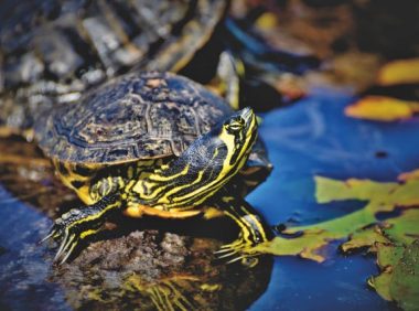 乌龟耳部脓肿的家庭处理方案