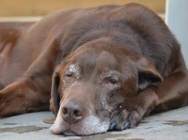 拉布拉多洗澡用什么沐浴露?怎么挑选?