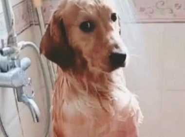 给金毛洗澡时出来接了个电話，回家后见到这一幕立即笑哭？