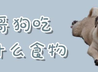 八哥狗吃什么食物
