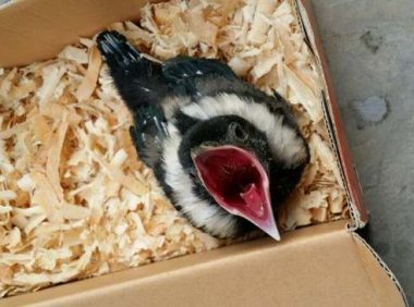 幼鸟一天需要喂几次食物