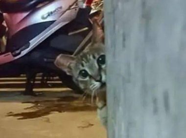 女子故意让零食袋发出声响,下一秒可爱猫头探出