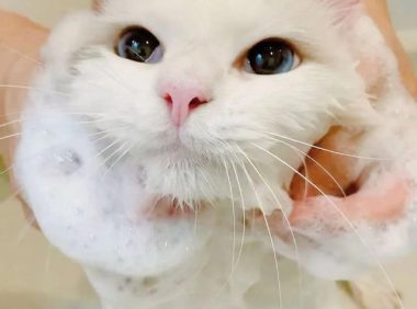 爱泡澡的猫咪，不但自己喜欢，还让兄弟姐妹们也喜欢上了洗澡