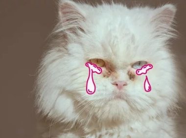 猫眼疾病:常见和高级病症