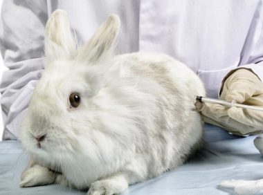 兔子拉稀怎么办,教你几招轻松处理