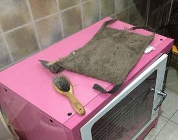 带宠物去宠物店洗澡 宠物犬意外死在烤箱内