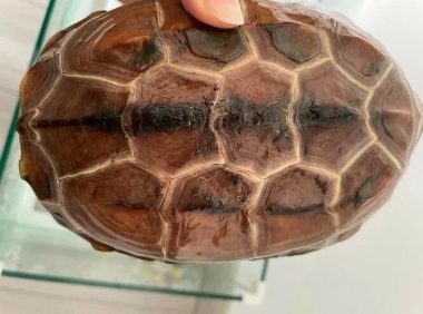 乌龟腐甲治疗方法，新手养龟必看！