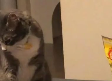 主人吃光零食一口都没给猫咪留，猫咪生气扭过头：本喵不喜欢你了