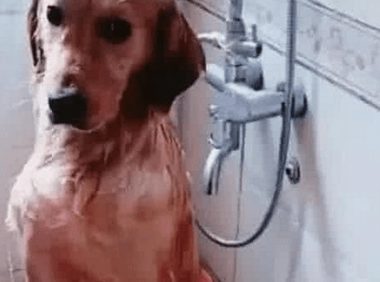 主人给金毛洗澡,洗到一半有急事出门,半个小时回来后看蒙圈了