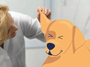 狗耳炎与耳螨:区别是什么?