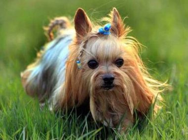 怎么训练约克夏大小便