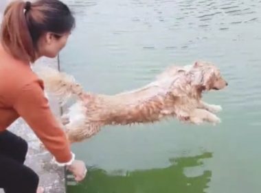 主人家狗狗洗澡,方法简单直接,扔渗水清理整洁