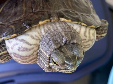 乌龟壳变软了是怎么回事?处理办法来了