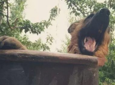 给德牧洗澡小狗高兴得像个两百斤的小孩直至主人往水中投料时微笑逐渐超级变态