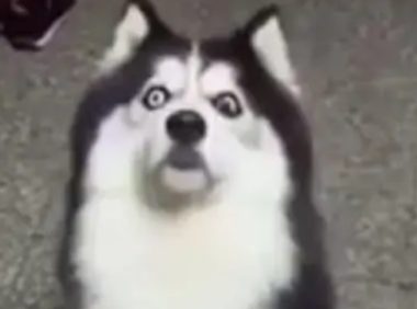 主人用零食逗二哈,成功欺骗了它!网友:怎么傻得这么可爱!