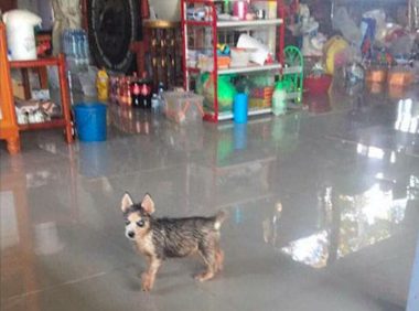 小哈士奇听到要洗澡，生气得站在原地不动了，眼神也太犀利了吧！