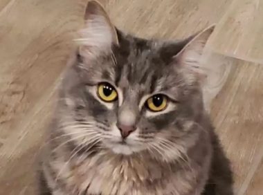 零食柜门明明被牢牢拴住，猫咪却能偷吃成功，到底是怎么做到的？