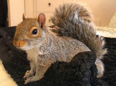 宠物松鼠突然咬人的原因及应对方法