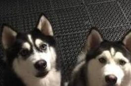 2只哈士奇拒绝洗澡，场面逐渐失控，围着主人转圈以为不会被抓到