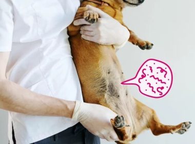 狗狗寄生虫:病因、症状和治疗方法