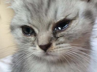 猫咪泪痕要怎么清理？猫咪泪痕清理小妙招