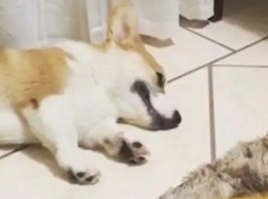 小吃货柯基听到零食袋撕开声音立马清醒