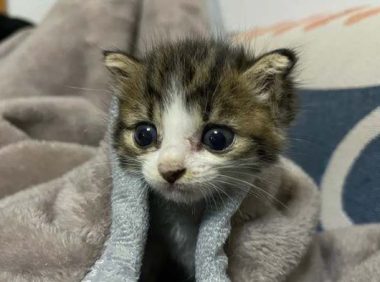 养小奶猫需要准备什么?