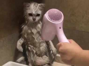 “养猫10年，只给猫咪洗过一次澡”：猫咪一生不洗澡可以吗？