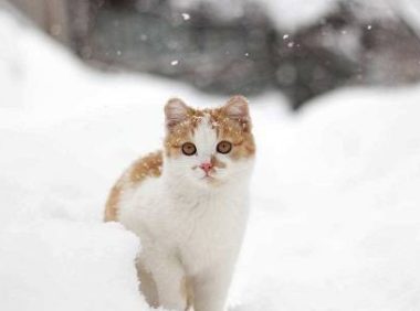 花600元给猫洗澡+SPA,然后猫死了