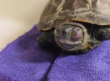 乌龟白眼了怎么办？教你轻松处理