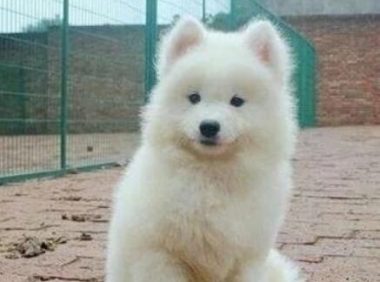 女孩好心捡了只流浪狗,带它去宠物店洗澡时,老板让她去买彩票