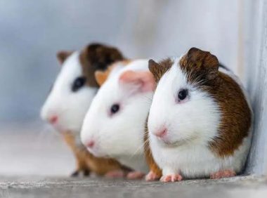 豚鼠怎么养 怎么饲养豚鼠