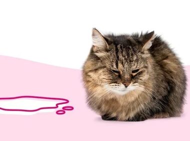 猫低血糖症：从症状到治疗，一文读懂