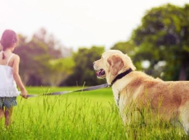 宠物沐浴露到底该怎么选?这4点为你解惑!