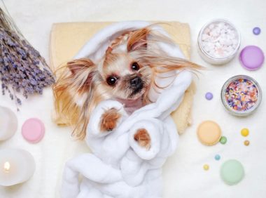 宠物意外频发?警惕脾脏破裂风险与应对策略