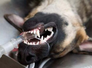 狗狗洗牙全身麻醉有危险吗