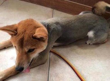 狗狗夏天可以剃毛吗？