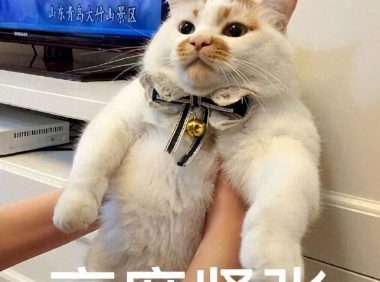 养猫必看!14 条关于猫的性知识,了解越多,猫咪越健康