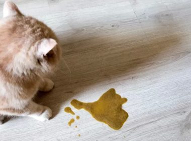 猫胃炎全解析：症状、原因及治疗方法