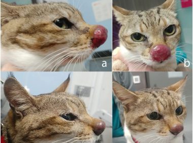 警惕！猫咪隐球菌感染，全面解读与防治建议