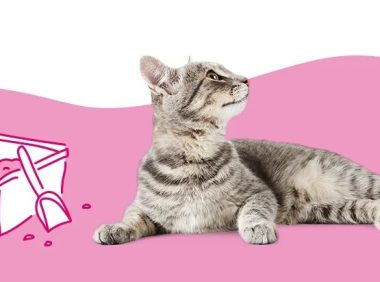 为什么我的猫拉血便便?9 种可能的原因