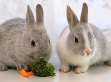 兔子能吃米饭吗