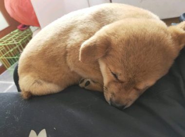 柴犬趴在地上入睡，忽然被抱去洗澡，洗好在主人怀中又睡了