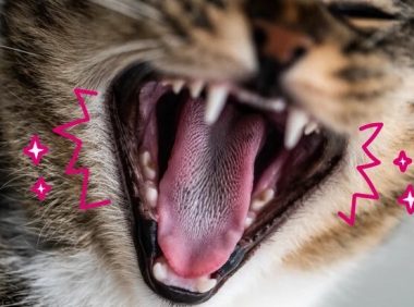 猫牙齿吸收病：您需要了解的知识