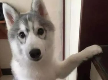 哈士奇想吃宠主的零食，跑过去撒娇抱大腿，见没搭理它立马就翻脸