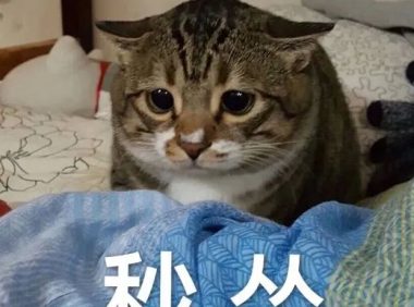 猫咪不爱喝水怎么办？14 个骗猫喝水小技巧
