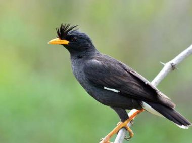 八哥鸟怎么饲养技巧解析