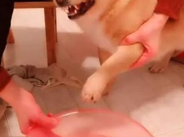 狗子洗澡用生命抗拒，呲牙咧嘴怒吼主人，汪：在不放开我咬了