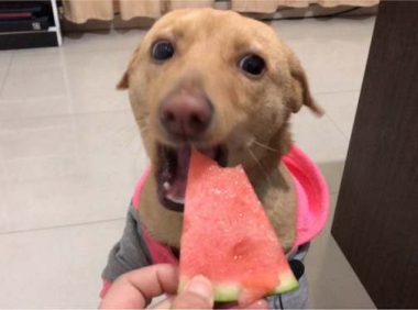 狗狗可以吃西瓜吗？